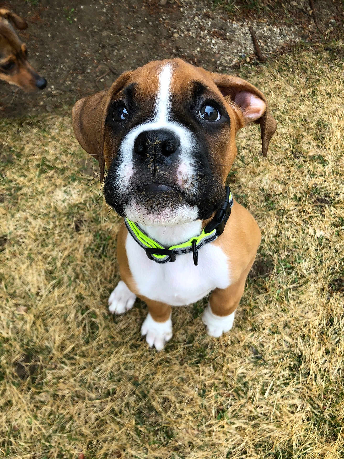 Kobe joined the competition — help win amazing prizes! puppy, dog, grass, outdoor, pet, cute, animal, brown, white, collar, young, looking_up, ears, face, nose, curious, nature, two_dogs, ground, playful