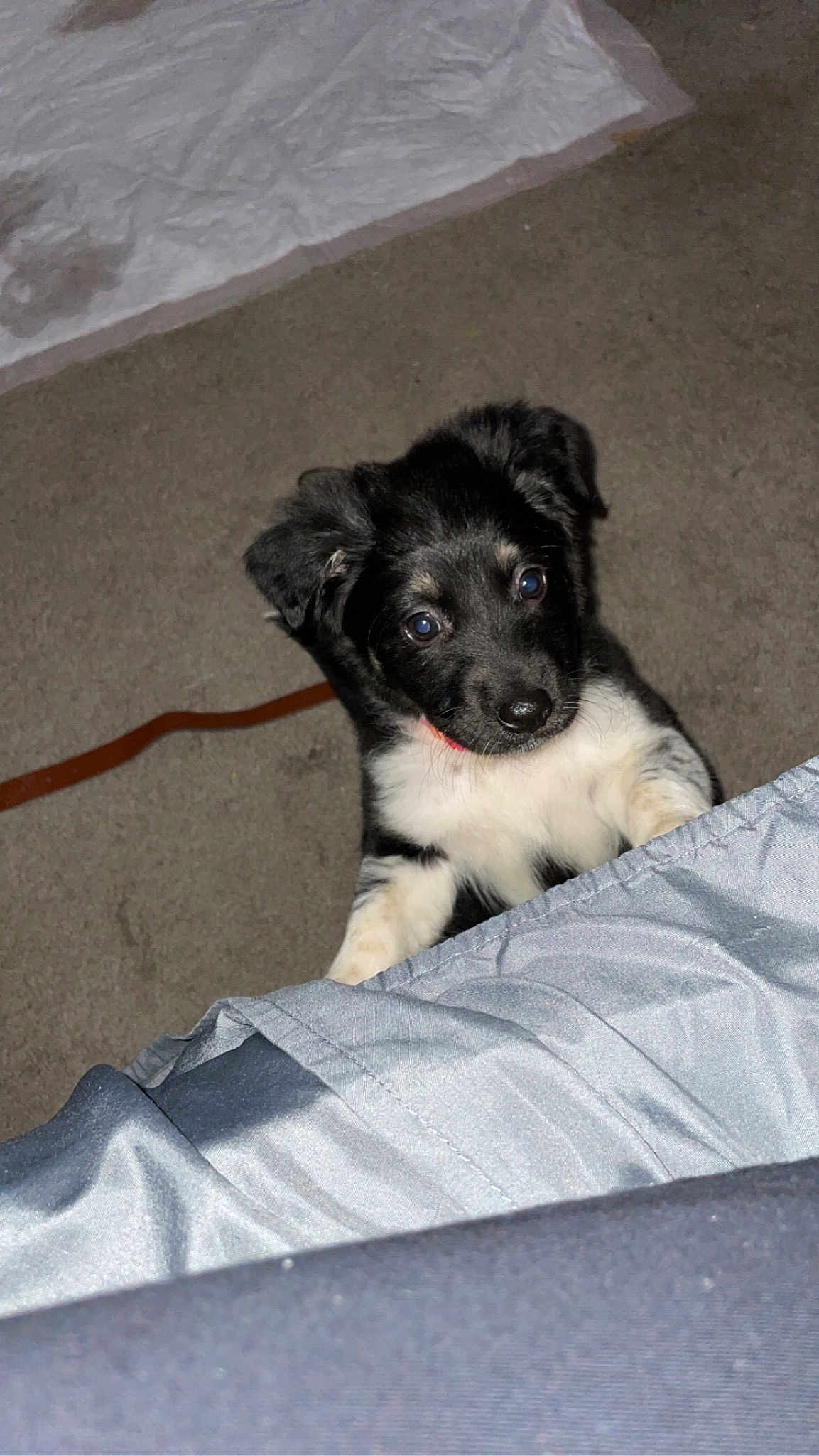 Roxy