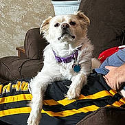Layla is registered to the contest to win money with this photo: dog, white_dog, purple_collar, pet, couch, person, pants, black_pants, yellow_stripes, living_room, plant, potted_plant, furniture, relaxing, indoor, canine, companion, fur, paw, resting