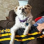 dog, white_dog, purple_collar, pet, couch, person, pants, black_pants, yellow_stripes, living_room, plant, potted_plant, furniture, relaxing, indoor, canine, companion, fur, paw, resting