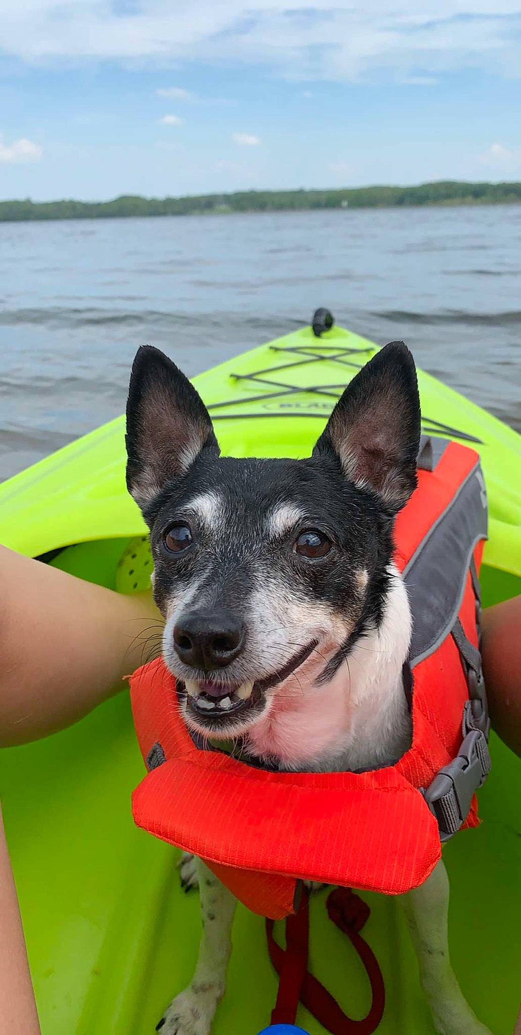 Lucky is registered to the contest to win money with this photo: bicycle, canidae, carnivore, cloud, collar, companion_dog, dog, dog_breed, dog_collar, dog_supply, grass, herding_dog, lake, lake_district, sky, snout, sporting_group, water, working_animal, working_dog