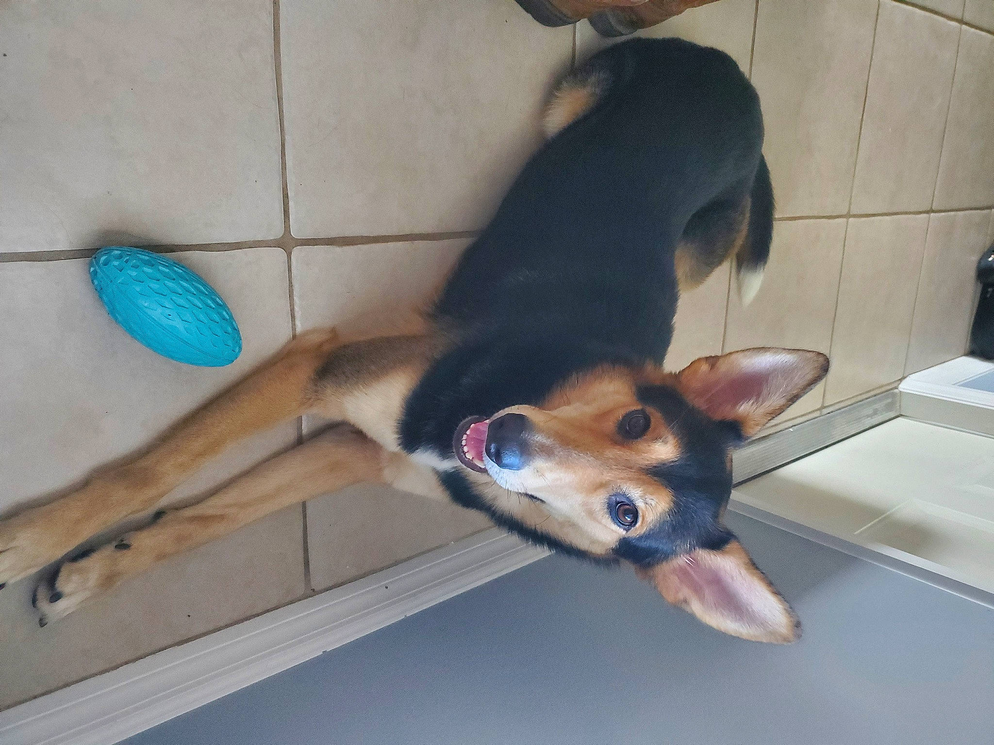 Bongo joined the competition — help win amazing prizes! biting, canidae, carnivore, collar, companion_dog, dog, dog_breed, dog_supply, door, fawn, flooring, hardwood, paw, pet_supply, snout, sporting_group, tail, wood, working_animal, working_dog