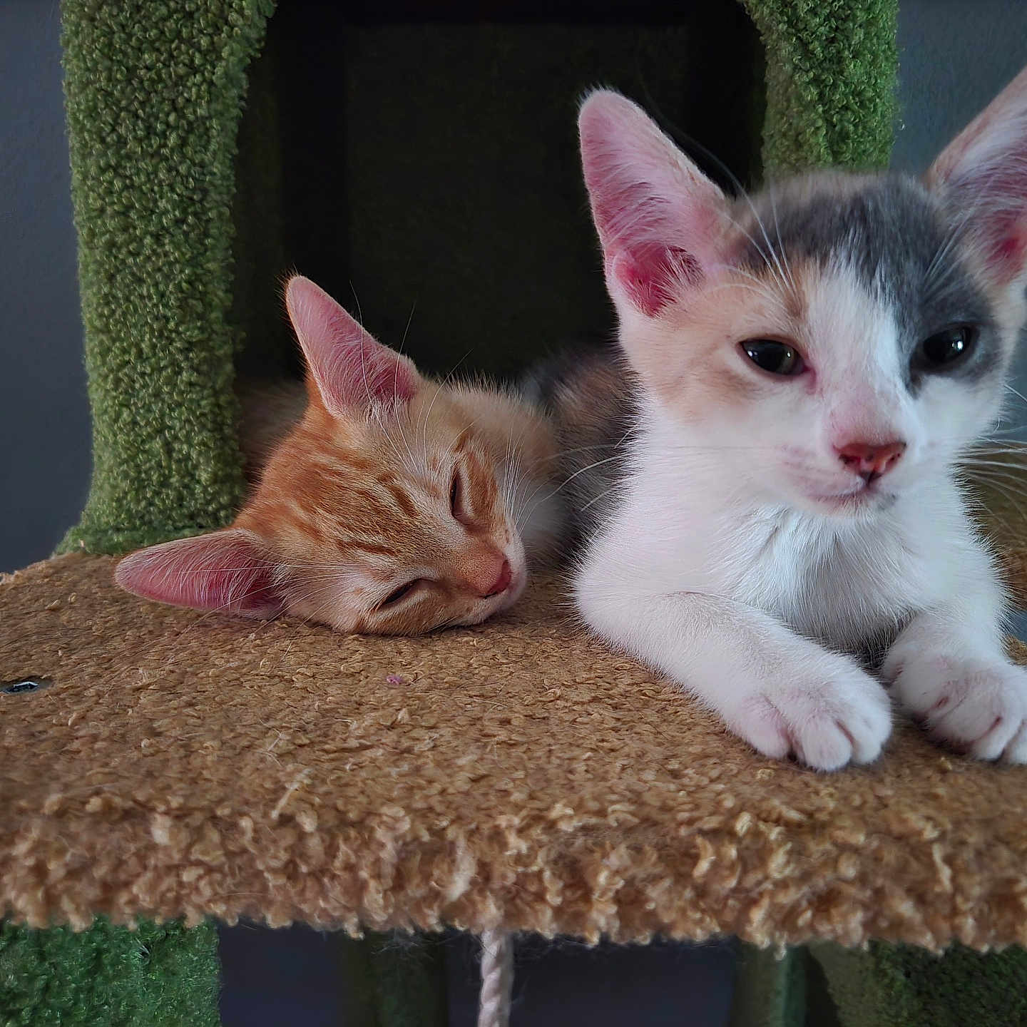 Goose And Calie joined the competition — help win amazing prizes! animal, cat, cat_tree, closeup, cozy, curious, cute, domestic, ears, feline, fur, indoor, kitten, paw, pet, relaxed, resting, sleeping, two_cats, whiskers