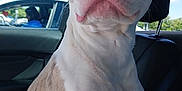 Bruno joined the competition — help win amazing prizes! animal, blue_sky, brown_patches, canine, car_interior, close_up, clouds, daylight, dog, headrest, inside_car, parked_car, person, pet, pink_nose, seat, short_fur, white_fur, window, winking