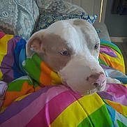 Bruno is registered to the contest to win money with this photo: animal_face, blanket, brown_spot, close_up, comfort, couch, cozy, dog, domestic_animal, fur, furniture, home, indoor, nap, pet, rainbow_colors, relaxation, resting, sleepy, white_dog