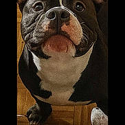 Blacky participe au concours pour gagner de l'argent avec cette photo : dog, black_and_white, close_up, looking_up, parquet_floor, indoor, pet, canine, curious, cute, animal, mammal, companion, domestic_animal, portrait, face, whiskers, ears, flooring, friend