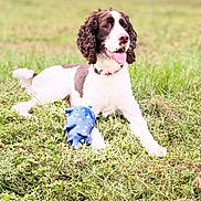Milo is registered to the contest to win money with this photo: dog, animal, grass, outdoor, toy, playful, pet, curly_ears, white_and_brown, tongue_out, relaxed, happy, summer, nature, field, canine, collar, guarding, lying_down, daylight