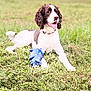 animal, canine, collar, curly_ears, daylight, dog, field, grass, guarding, happy, lying_down, nature, outdoor, pet, playful, relaxed, summer, tongue_out, toy, white_and_brown