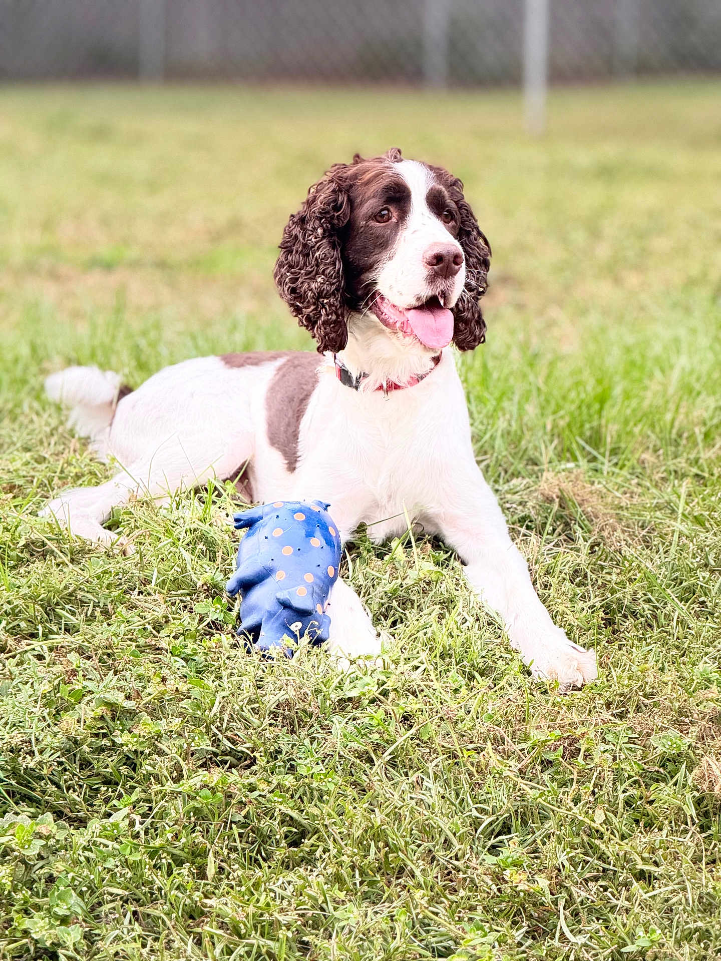 Milo is registered to the contest to win money with this photo: dog, animal, grass, outdoor, toy, playful, pet, curly_ears, white_and_brown, tongue_out, relaxed, happy, summer, nature, field, canine, collar, guarding, lying_down, daylight