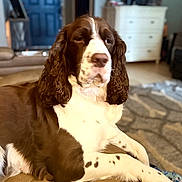 Ladybird joined the competition — help win amazing prizes! dog, brown_and_white, indoor, living_room, carpet, furniture, long_ears, relaxed, pet, canine, domestic_animal, spotted_paws, resting, cozy, home, close_up, animal_portrait, quiet, companion, soft_lighting