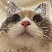 Marilyn joined the competition — help win amazing prizes! cat, fluffy, close_up, whiskers, nose, fur, animal, pet, indoor, curious, cute, portrait, feline, ears, face, muzzle, soft_light, domestic_animal, closeup, background_blur
