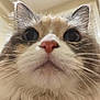 cat, fluffy, close_up, whiskers, nose, fur, animal, pet, indoor, curious, cute, portrait, feline, ears, face, muzzle, soft_light, domestic_animal, closeup, background_blur