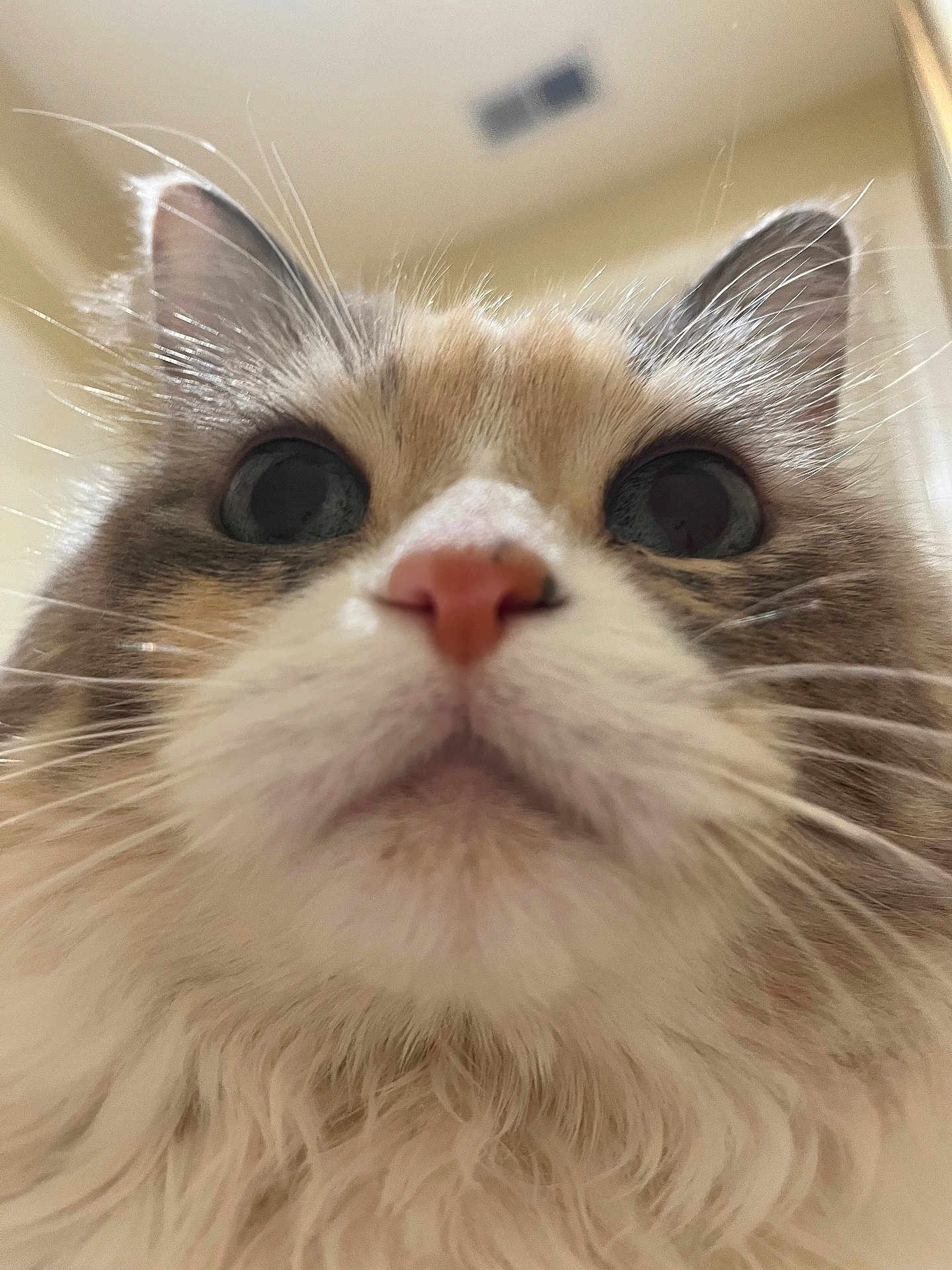Marilyn joined the competition — help win amazing prizes! cat, fluffy, close_up, whiskers, nose, fur, animal, pet, indoor, curious, cute, portrait, feline, ears, face, muzzle, soft_light, domestic_animal, closeup, background_blur