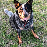 Mila is registered to the contest to win money with this photo: animal, black, brown, canine, collar, dog, ears, friendly, fur, grass, happy, muzzle, nature, outdoor, pet, playful, sitting, smile, tongue, white