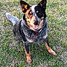 animal, black, brown, canine, collar, dog, ears, friendly, fur, grass, happy, muzzle, nature, outdoor, pet, playful, sitting, smile, tongue, white