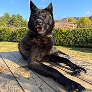 Volf a rejoint le concours — aidez-le/la à gagner de superbes lots ! alert, animal, black_dog, blue_sky, canine, cloud, dog, ears, fence, grass, greenery, landscape, muzzle, nature, outdoor, pet, relaxed, sunlight, tongue, wooden_table