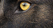 Volf participe au concours pour gagner de l'argent avec cette photo : animal, canine, close_up, colorful, detail, dog, eye, face, fur, intense, macro, mammal, nature, pet, portrait, reflection, texture, watchful, wildlife, yellow_eye