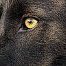 dog, eye, close_up, fur, yellow_eye, animal, pet, texture, reflection, portrait, canine, detail, macro, nature, wildlife, mammal, face, watchful, intense, colorful