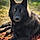 Volf
