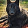 Volf