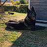 Volf participe au concours pour gagner de l'argent avec cette photo : animal, backyard, black_dog, canine, daylight, dog, fence, grass, landscape, nature, outdoor, pet, quiet, resting, rural, shadow, sky, sunlight, tree, wooden_shed