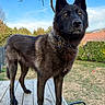 Volf a rejoint le concours — aidez-le/la à gagner de superbes lots ! alert, animal, backyard, blue_sky, collar, dog, ears, eyes, fence, fur, grass, hedge, nature, outdoor, pet, standing, sunlight, table, tree_branch, wooden_deck