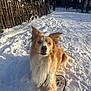 Veldra a rejoint le concours — aidez-le/la à gagner de superbes lots ! dog, snow, outdoor, pet, animal, blue_eyes, fur, leash, winter, sunlight, nature, curious, sitting, fence, trees, daytime, cold, park, playful, canine