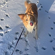 Veldra a rejoint le concours — aidez-le/la à gagner de superbes lots ! dog, snow, leash, paw_prints, outdoor, winter, canine, fur, tongue, playful, cold, animal, pet, walking, daylight, shadow, road, vehicle, nature, cute