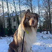 Tamaki a rejoint le concours — aidez-le/la à gagner de superbes lots ! dog, snow, outdoor, leash, trees, winter, fur, house, sky, pet, canine, nature, daylight, animal, cold, sitting, brown_fur, white_fur, quiet, calm