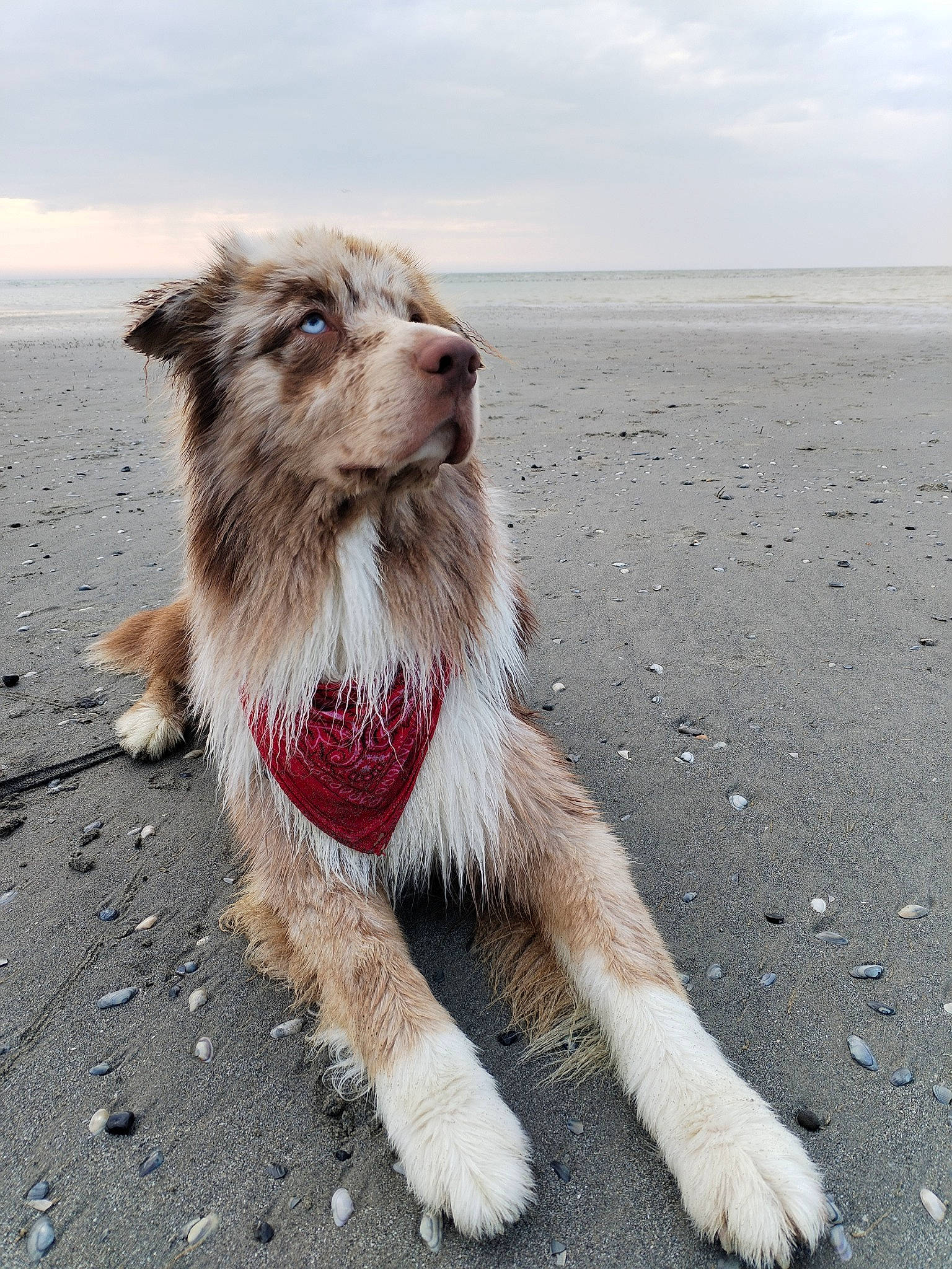 Tamaki participe au concours pour gagner de l'argent avec cette photo : canidae, carnivore, cloud, collar, companion_dog, dog, dog_breed, fang, fawn, fur, leash, paw, road_surface, sky, snout, sporting_group, street_dog, tail, terrier, whiskers