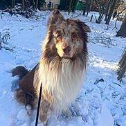 Tamaki participe au concours pour gagner de l'argent avec cette photo : animal, background, blue_eye, brown_eye, building, canine, cold, dog, fluffy, fur, leash, nature, outdoor, park, pet, portrait, snow, tree, walking, winter