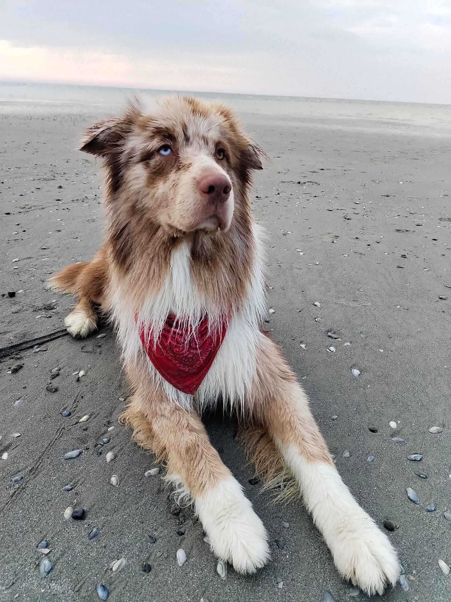 Tamaki participe au concours pour gagner de l'argent avec cette photo : asphalt, carnivore, companion_dog, dog, dog_breed, fur, leash, liver, ocean, paw, road_surface, sky, small_terrier, street_dog, tail, terrier, toy_dog, walking, water, working_terrier