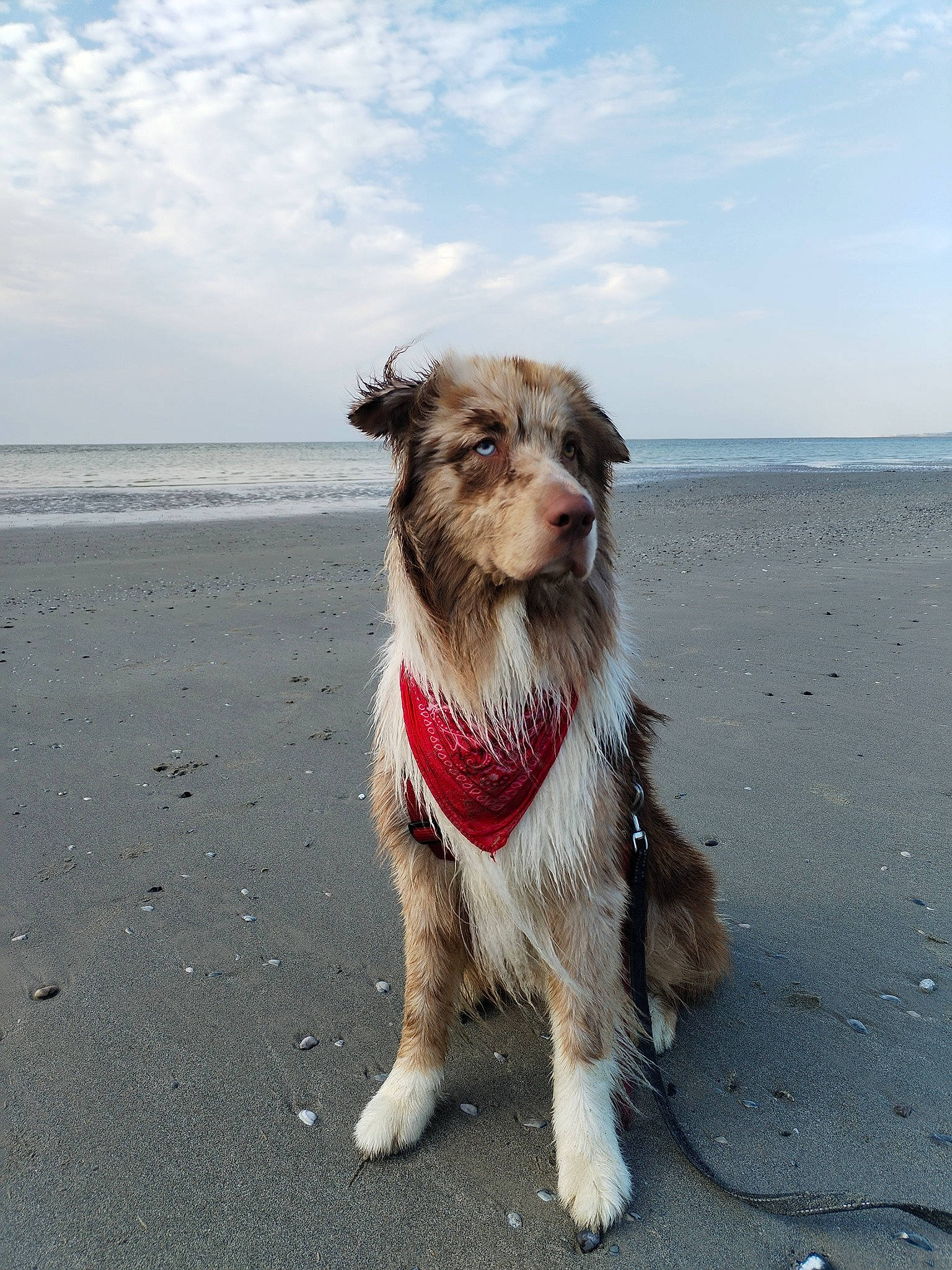 Tamaki a rejoint le concours — aidez-le/la à gagner de superbes lots ! beach, carnivore, cloud, collar, companion_dog, dog, dog_breed, dog_collar, fawn, foot, fur, horizon, landscape, leash, ocean, pet_supply, sky, water, wire_hair_fox_terrier, working_animal