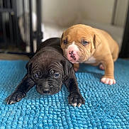 Thanos Et Octavia participe au concours pour gagner de l'argent avec cette photo : affection, animal, black_dog, blue_rug, closeup, cozy, cute, dog, floor, friendship, indoor, pet, pink_nose, puppies, sleepy, small, tan_dog, texture, two_dogs, young