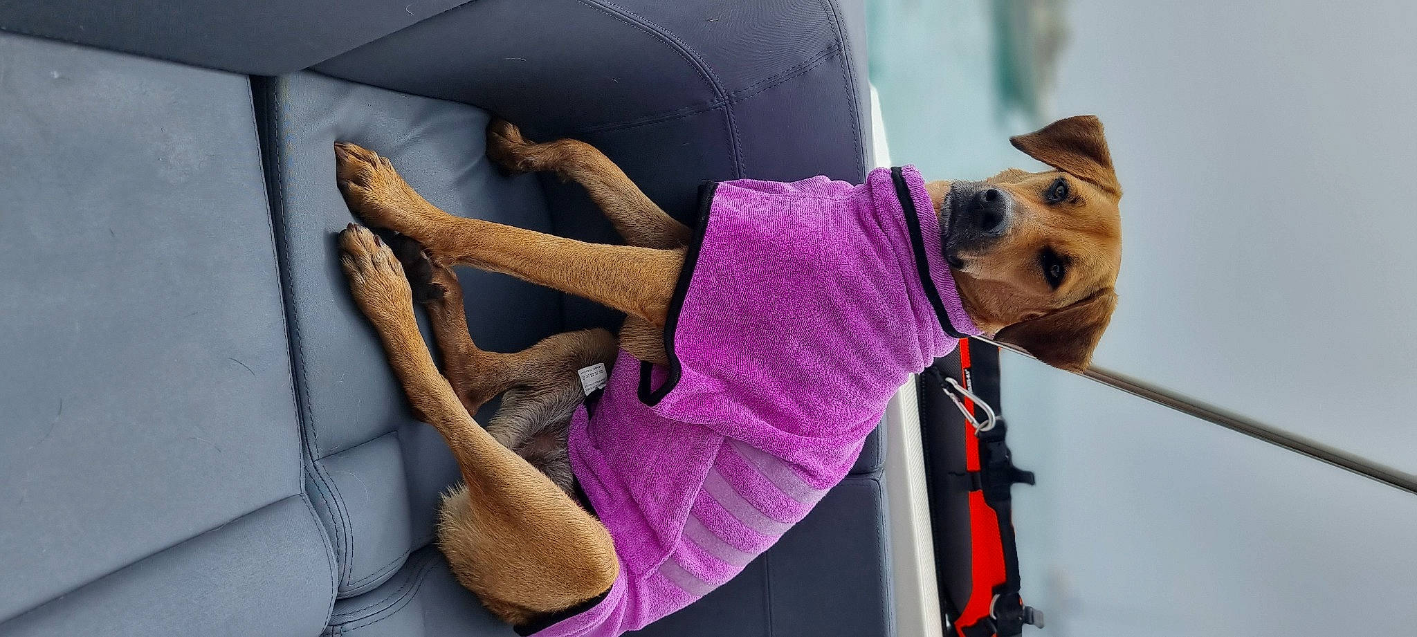 Akita a rejoint le concours — aidez-le/la à gagner de superbes lots ! adventure, car_seat, carnivore, comfort, companion_dog, dog, dog_breed, fashion_accessory, fawn, fun, leash, leisure, magenta, pink, purple, recreation, sitting, sunglasses, vehicle_door, window