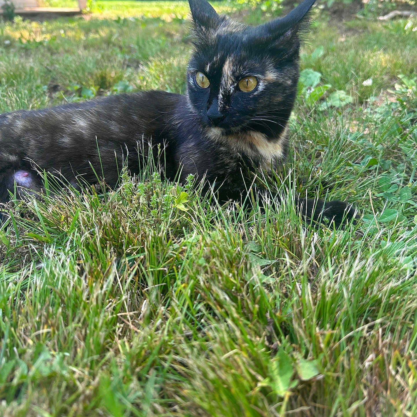 Camo Lynn joined the competition — help win amazing prizes! alert, animal, backyard, cat, closeup, daylight, ears, eyes, feline, grass, greenery, mammal, nature, outdoor, pet, relaxed, resting, sunlight, tortoiseshell, wildlife
