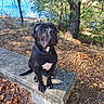 dog, black_dog, pet, animal, sitting, portrait, outdoors, lake, water, autumn, fall_leaves, trees, nature, park, concrete_bench, collar, white_chest, short_fur, serious_expression, daylight