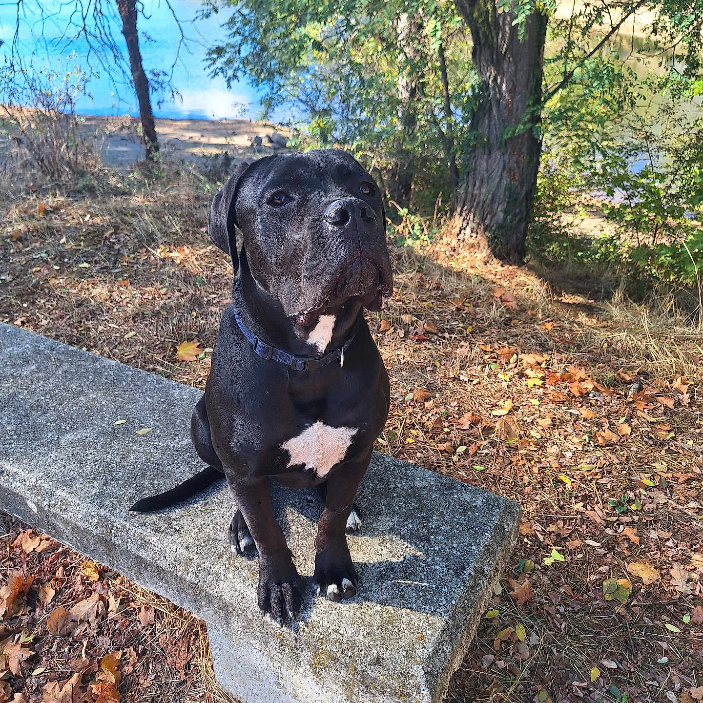 Torix a rejoint le concours — aidez-le/la à gagner de superbes lots ! dog, black_dog, pet, animal, sitting, portrait, outdoors, lake, water, autumn, fall_leaves, trees, nature, park, concrete_bench, collar, white_chest, short_fur, serious_expression, daylight