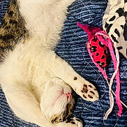 Zippy joined the competition — help win amazing prizes! cat, sleeping, stretching, paws, pink_nose, white_fur, tabby_fur, cat_toy, quilt, blue, bed, relaxing, indoor, pet, cozy, feline, animal, cute, resting, soft