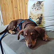 Ocean a rejoint le concours — aidez-le/la à gagner de superbes lots ! animal, brown, cat_image, close_up, couch, cute, dog, domestic, furniture, harness, household, indoor, leash, lying_down, pet, pillow, puppy, resting, wood_paneling, young_dog