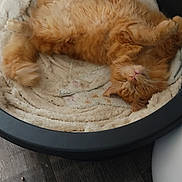 Tigrou a rejoint le concours — aidez-le/la à gagner de superbes lots ! cat, orange_cat, pet_bed, blanket, fur, relaxed, sleeping, indoor, home, floor, wood_floor, cozy, feline, animal, cute, resting, fluffy, comfortable, domestic, bed