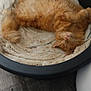 cat, orange_cat, pet_bed, blanket, fur, relaxed, sleeping, indoor, home, floor, wood_floor, cozy, feline, animal, cute, resting, fluffy, comfortable, domestic, bed
