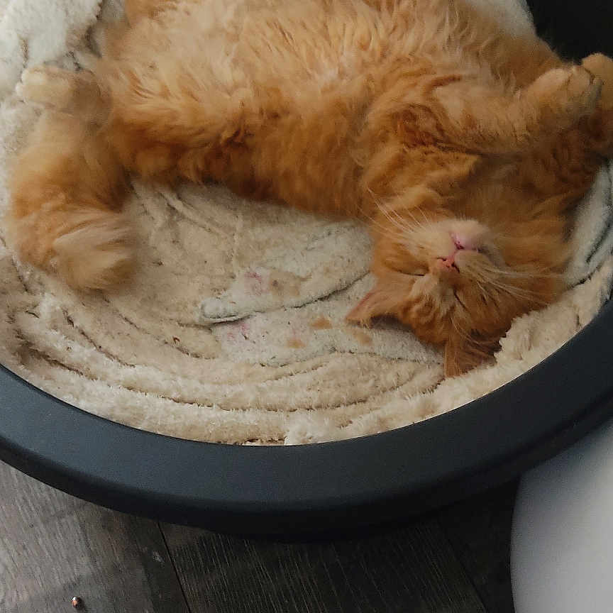 Tigrou a rejoint le concours — aidez-le/la à gagner de superbes lots ! animal, bed, blanket, cat, comfortable, cozy, cute, domestic, feline, floor, fluffy, fur, home, indoor, orange_cat, pet_bed, relaxed, resting, sleeping, wood_floor
