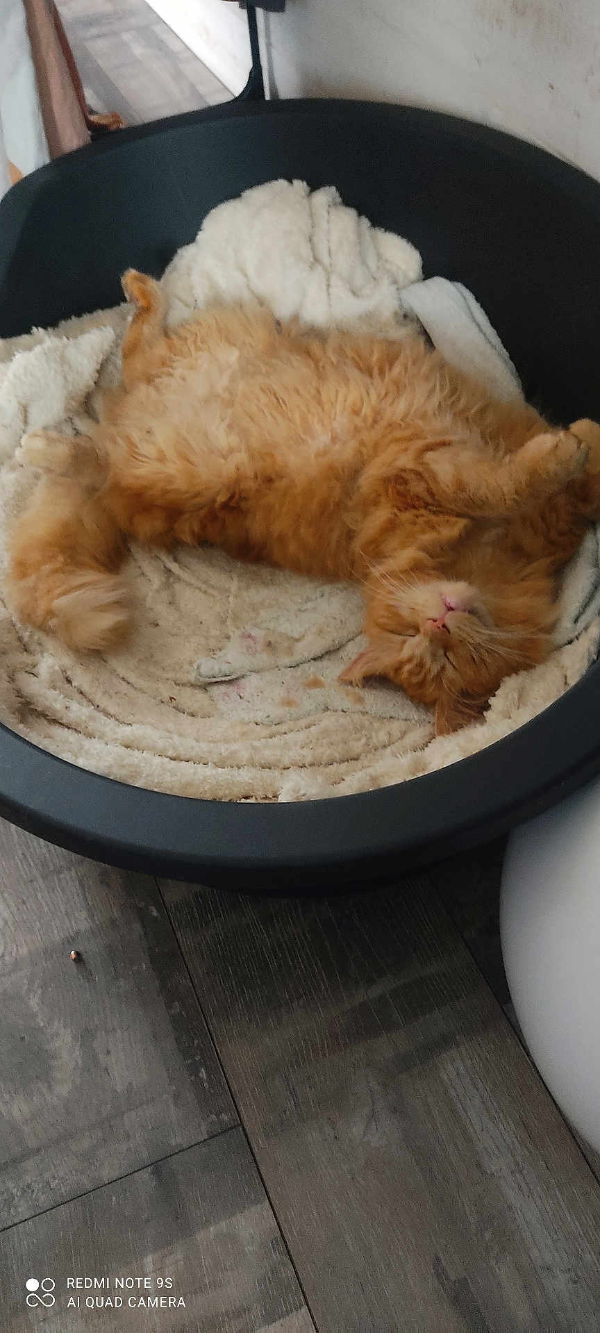 Tigrou