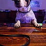animal, bar, black_and_white_dog, canine, chair, collar, cute, dog, furniture, indoor, leash, neon_sign, night, paws, pet, reflection, television, waiting, watching, wooden_table