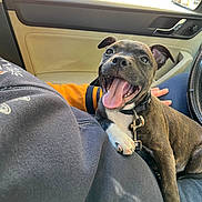 Aro a rejoint le concours — aidez-le/la à gagner de superbes lots ! dog, puppy, pet, car_interior, seat, collar, leash, tongue, panting, happy, smiling, close_up, person, hand, lap, jacket, door, rearview_mirror, window, sunlight