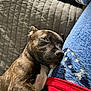 Aro participe au concours pour gagner de l'argent avec cette photo : dog, sleeping_dog, brindle_coat, couch, blanket, pillow, human_leg, sock, cozy, nap, pet, closeup, domestic_animal, resting, fur, muzzle, whiskers, indoor, textile, red_cloth