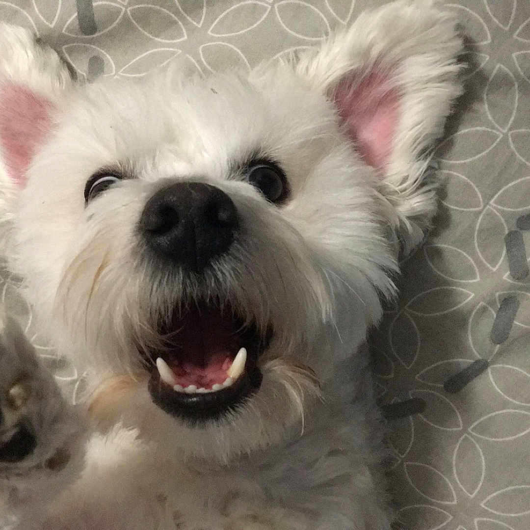 Nino participe au concours pour gagner de l'argent avec cette photo : animal, ball, bodypart, canine, cat, dog, eskimodog, football, furniture, mouth, pet, poodle, puppy, soccer, soccerball, sport, tennis, tennisball, terrier, whitedog