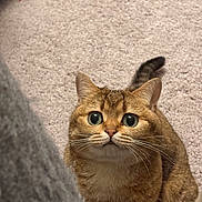 Yuki is registered to the contest to win money with this photo: cat, wide_eyes, curious, brown_fur, tabby, whiskers, carpet, indoor, pet, animal, cute, feline, looking_up, ears, tail, soft_texture, close_up, adorable, domestic_cat, alert