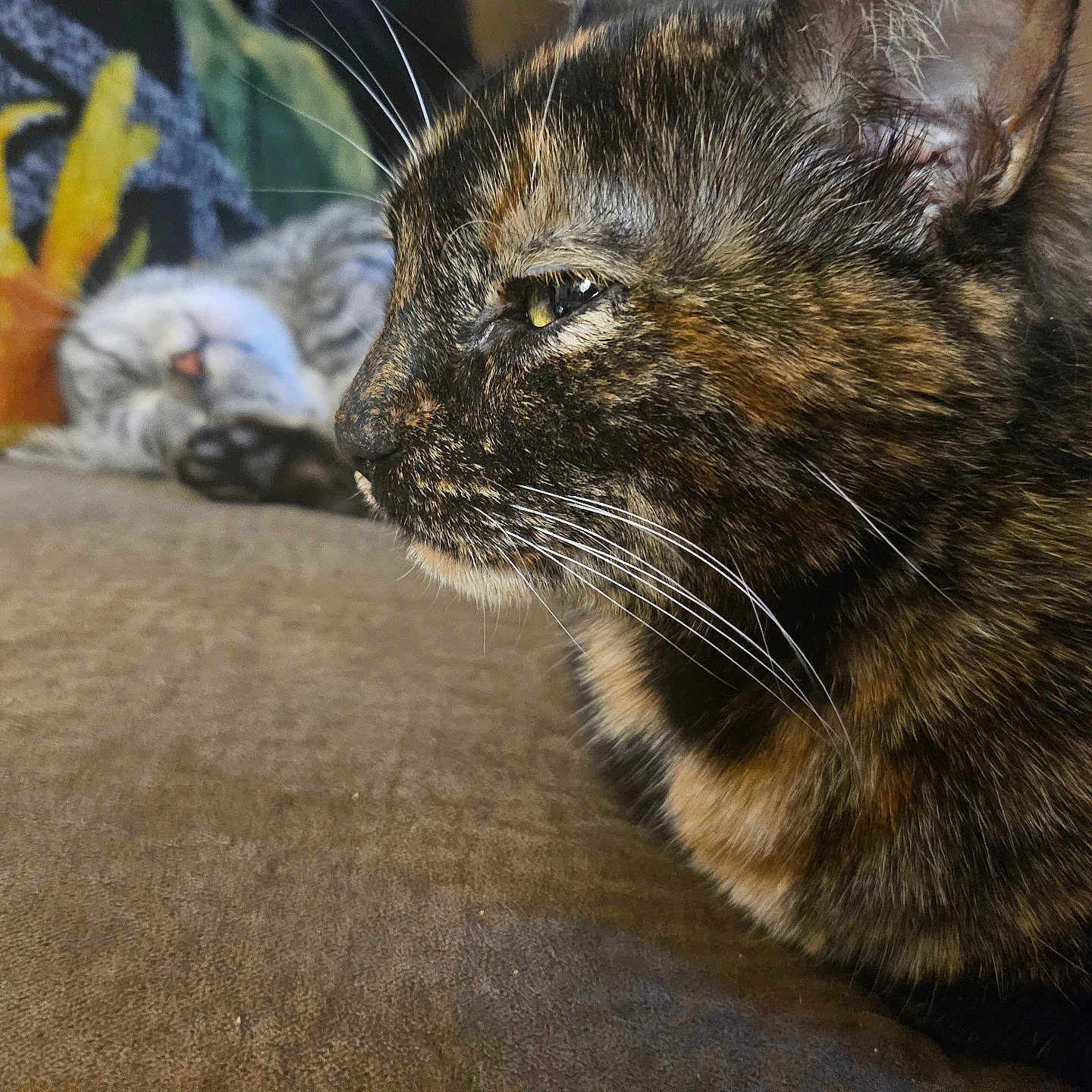 Gizzyloo And Pico joined the competition — help win amazing prizes! abyssinian, animal, architecture, armchair, brasssection, building, cat, chair, couch, furniture, horn, indoors, kitten, livingroom, manx, musicalinstrument, person, pet, room, sleeping